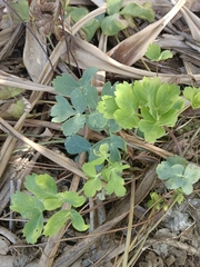 Peucedanum japonicum