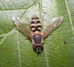 Parasyrphus