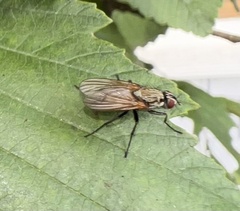 Muscoidea