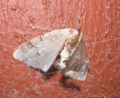 Larentiinae