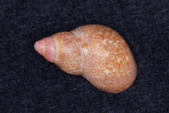 Phasianella solida