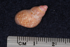 Phasianella solida
