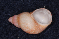 Phasianella solida