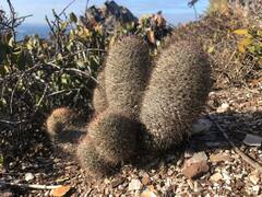 Mammillaria dioica dioica