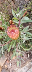 Protea burchellii