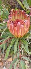Protea burchellii
