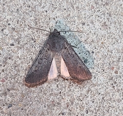 Euxoa velleripennis