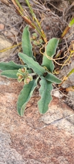 Euphorbia tuberosa