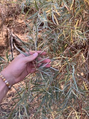 Salix exigua