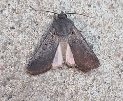 Euxoa velleripennis