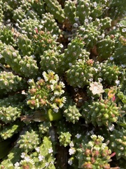 Euphorbia caput-medusae