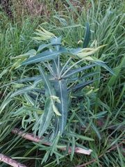 Euphorbia lathyris