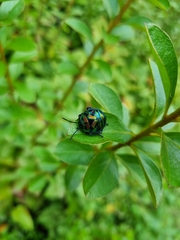 Poecilocoris splendidulus