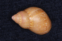 Phasianella solida