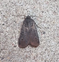 Euxoa velleripennis