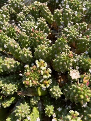 Euphorbia caput-medusae