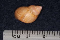 Phasianella solida