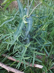 Euphorbia lathyris