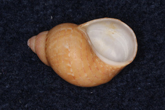 Phasianella solida