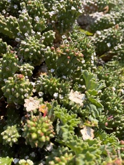 Euphorbia caput-medusae