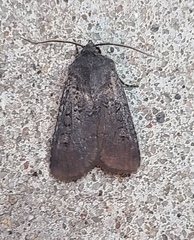 Euxoa velleripennis