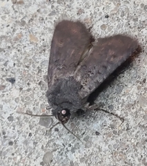 Euxoa velleripennis