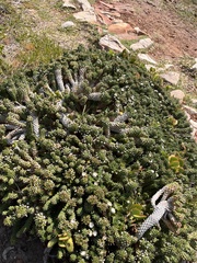 Euphorbia caput-medusae