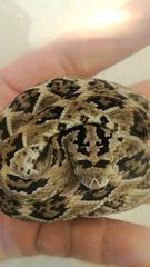 Crotalus tzabcan