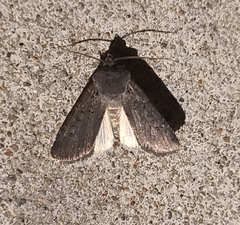 Euxoa velleripennis