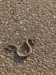 Pituophis catenifer deserticola