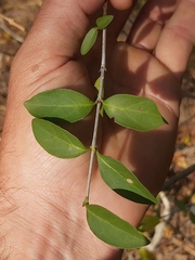 Ixoroideae