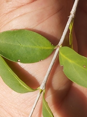 Ixoroideae