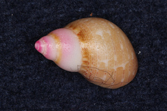 Phasianella solida