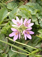 Erodium cicutarium cicutarium