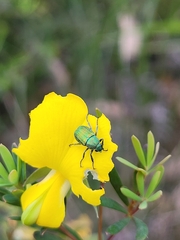 Diphucephala