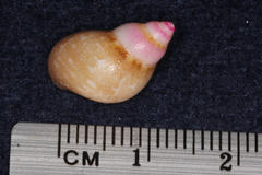 Phasianella solida