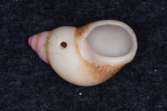 Phasianella solida