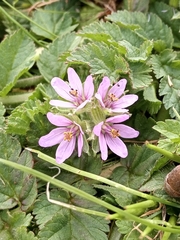 Erodium cicutarium cicutarium