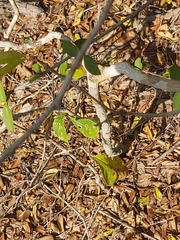 Ixoroideae