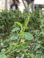 Alysicarpus ovalifolius