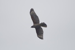 Buteo lineatus elegans