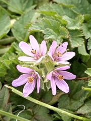 Erodium cicutarium cicutarium
