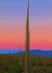 Fouquieria columnaris