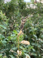 Alysicarpus ovalifolius