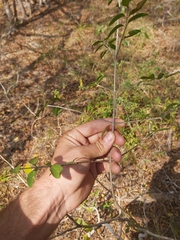 Ixoroideae