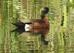 Anas castanea