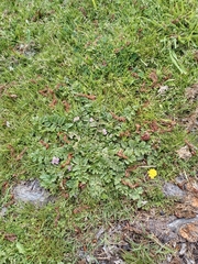 Erodium cicutarium cicutarium