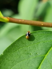 Monolepta quadriguttata