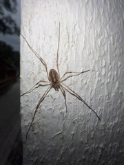 Paroligolophus agrestis