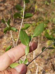 Ixoroideae